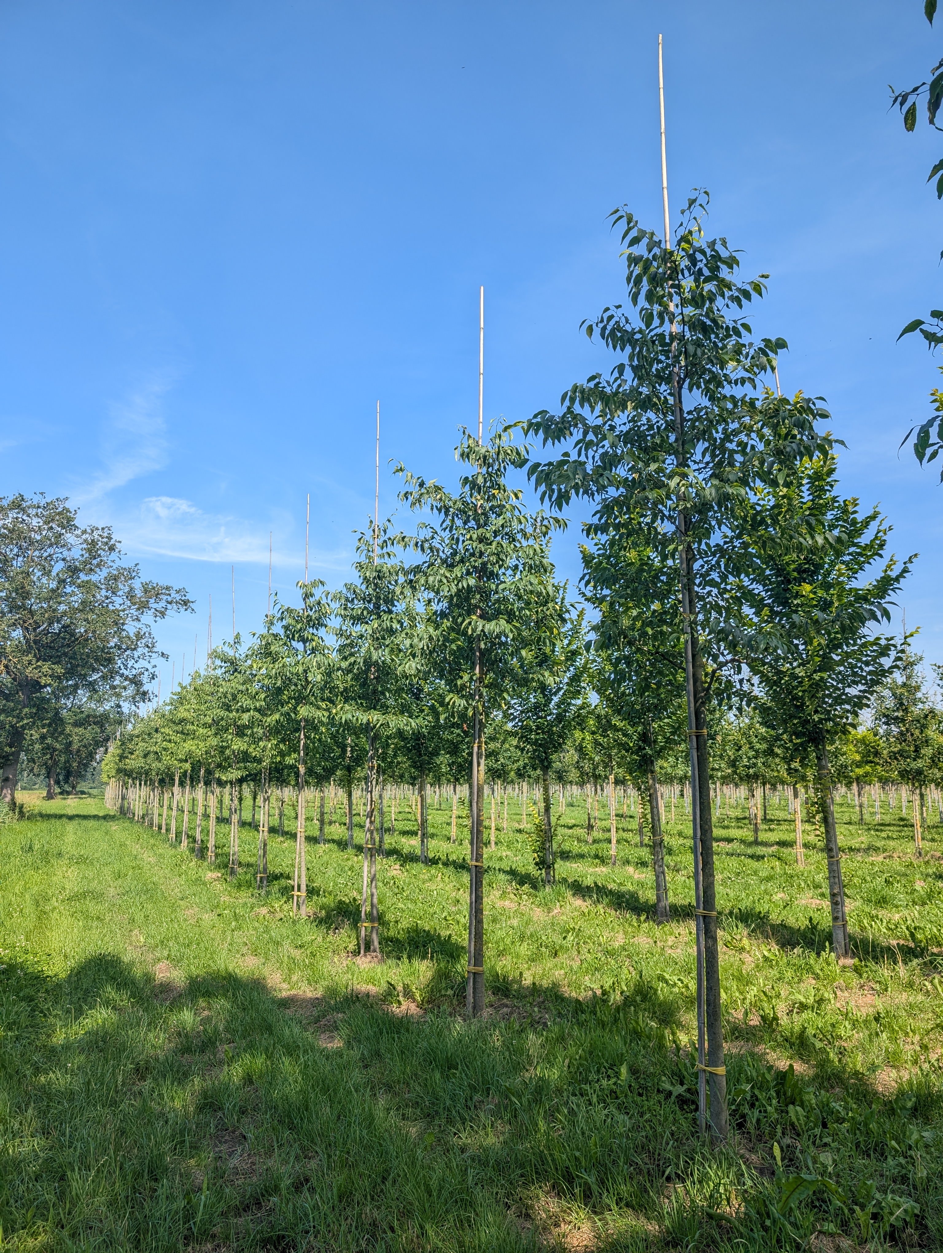 Celtis australis | Hackberry, Southern nettle tree - Van den Berk